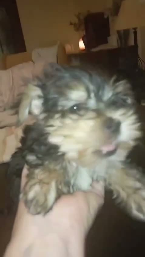 Yorkshire Terrier perros en venta: Yorkshire toy - Video 1