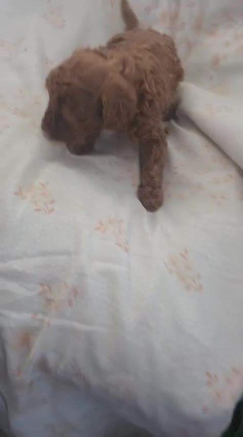 Caniche Toy perros en venta: Caniche Toy - Video 1