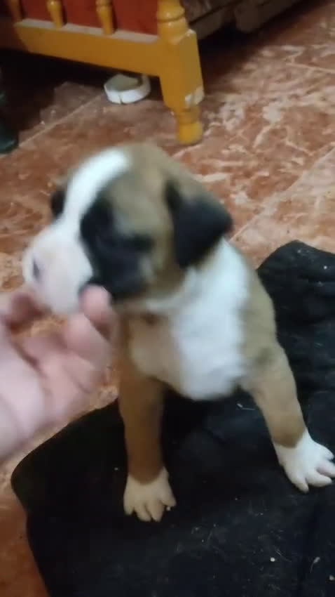 Boxer perros en venta: Bóxer  - Video 2