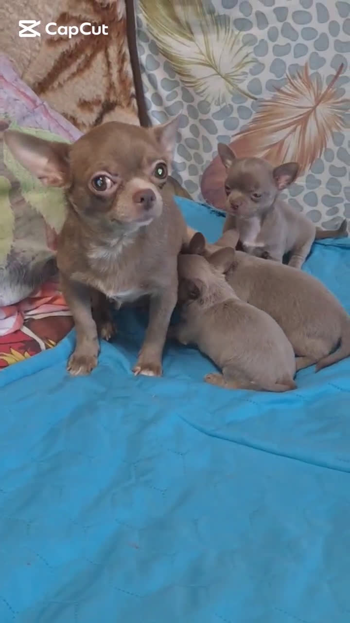 Chihuahua perros en venta: CHIHUAHUA LINEA RUSA LILAC - Video 1