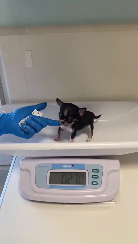 Chihuahua perros en venta: Chihuahua micro Toy disponible - Video 2