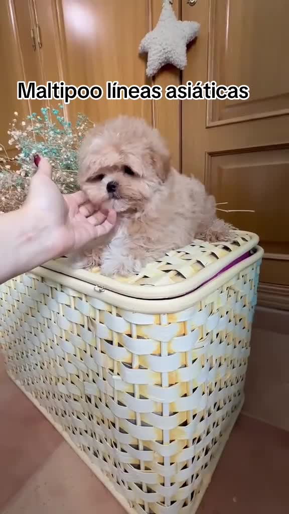 Maltipoo perros en venta: Maltipoo asiático !!!!! - Video 1