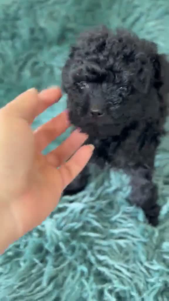 Caniche Toy perros en venta: Caniche mini toy asiático 🐾 - Video 1