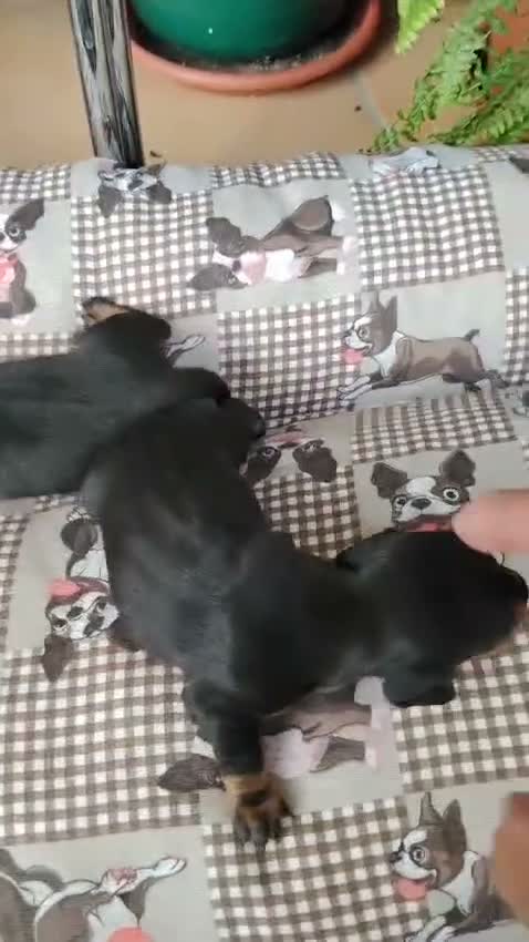 Teckel Miniatura perros en venta: Teckel miniatura - Video 1