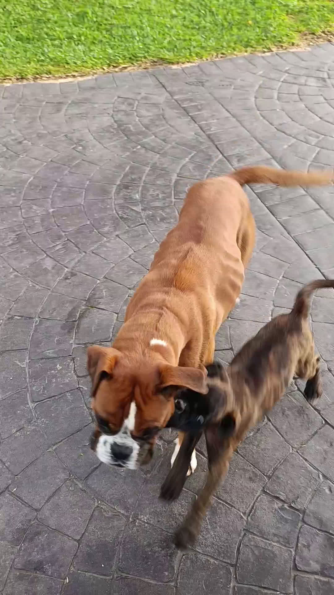 Boxer perros en venta: BOXER PONTEVEDRA - Video 1