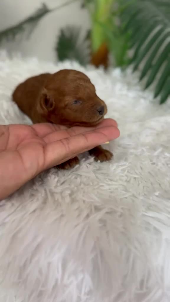 Caniche Toy perros en venta: CANICHE HEMBRA ROJA - Video 1