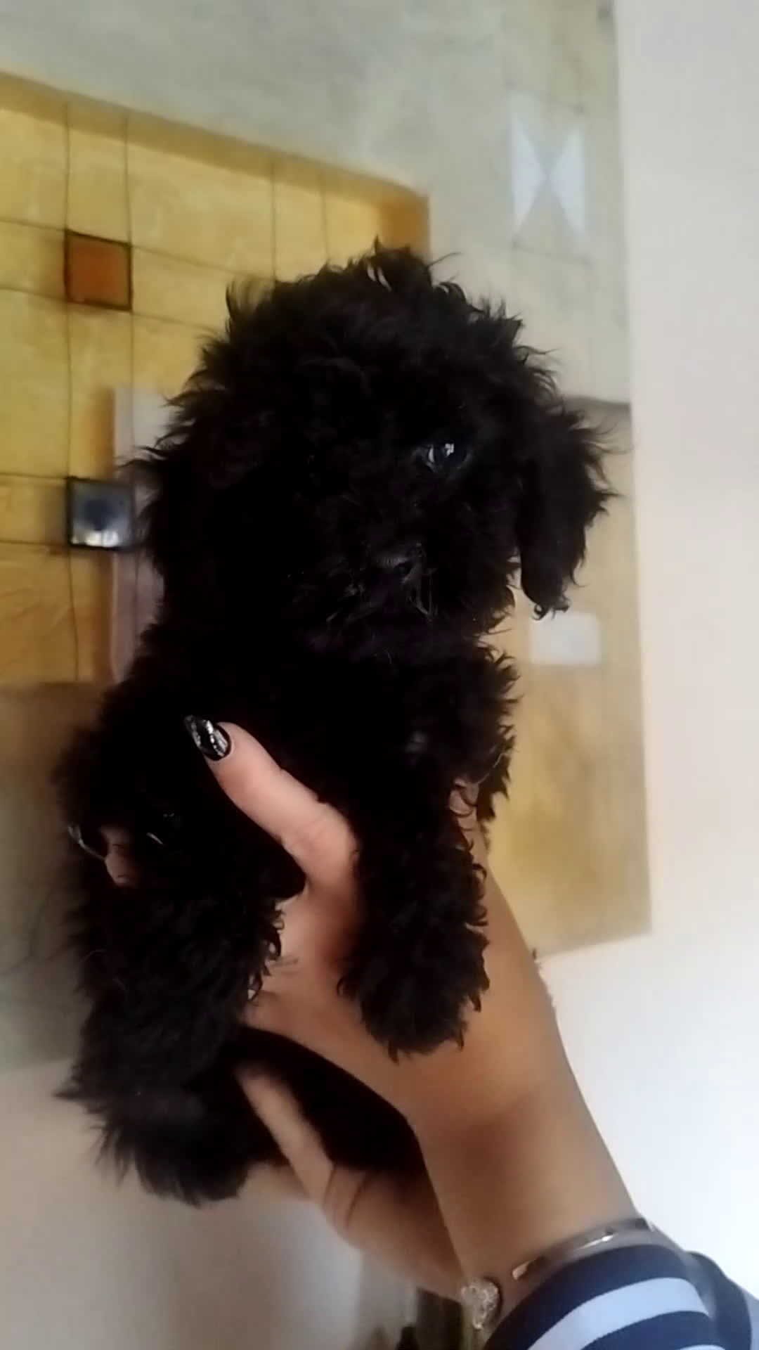 Caniche Toy perros en venta: CANICHE NEGRA HEMBRA EXCLUSIVA  - Video 1