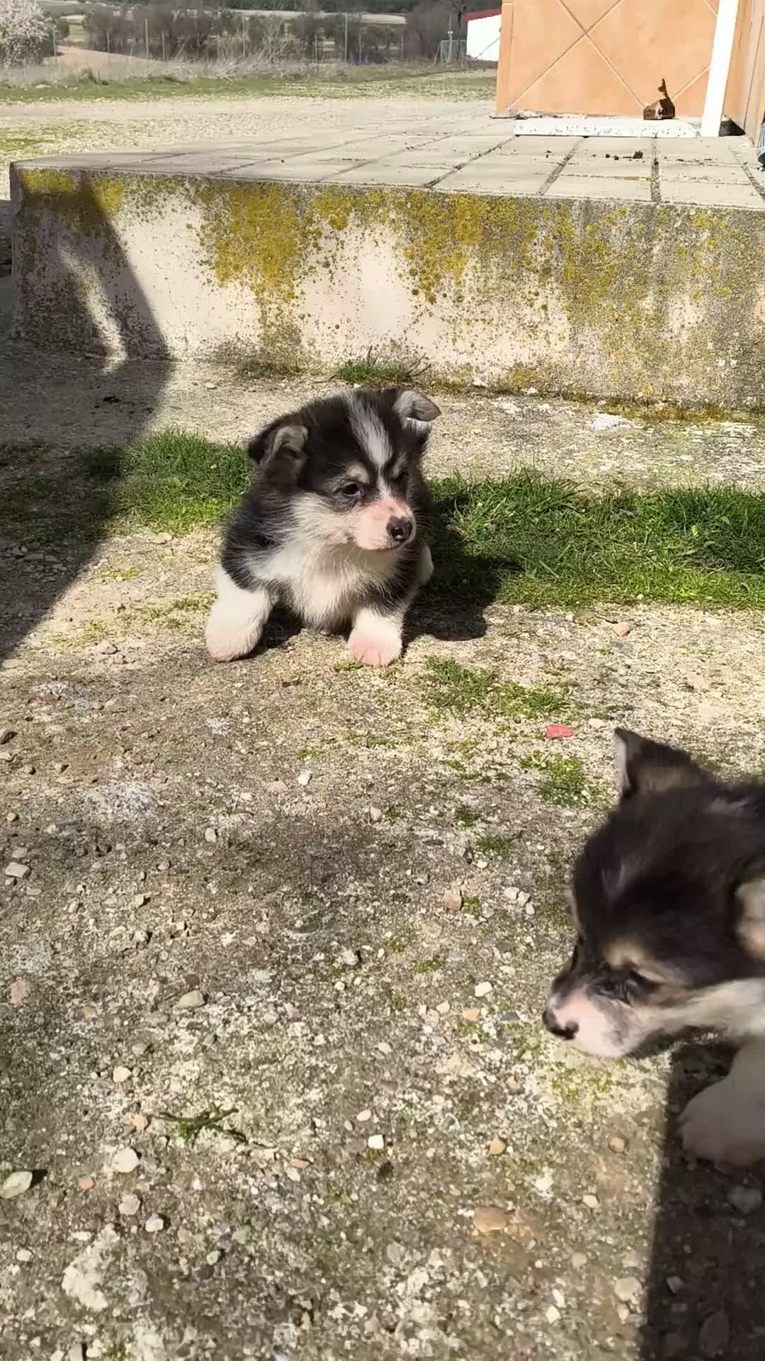 Welsh Corgi Pembroke perros en venta: Corgi pembroke tricolor  - Video 1