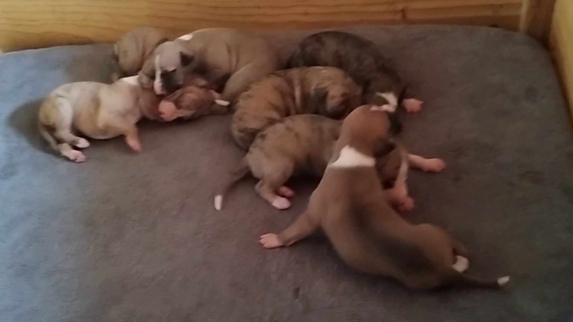 Whippet perros en venta: Magnífica Camada - Video 1