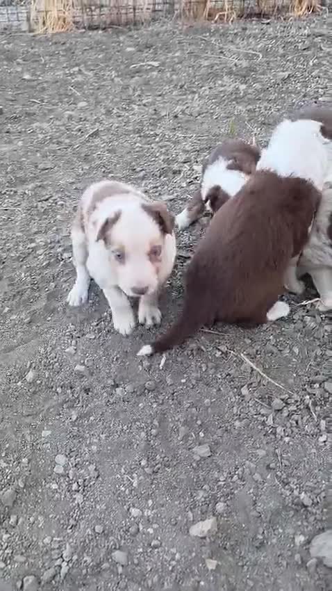 Border Collie perros en venta: Border collie merle chocolate  - Video 1