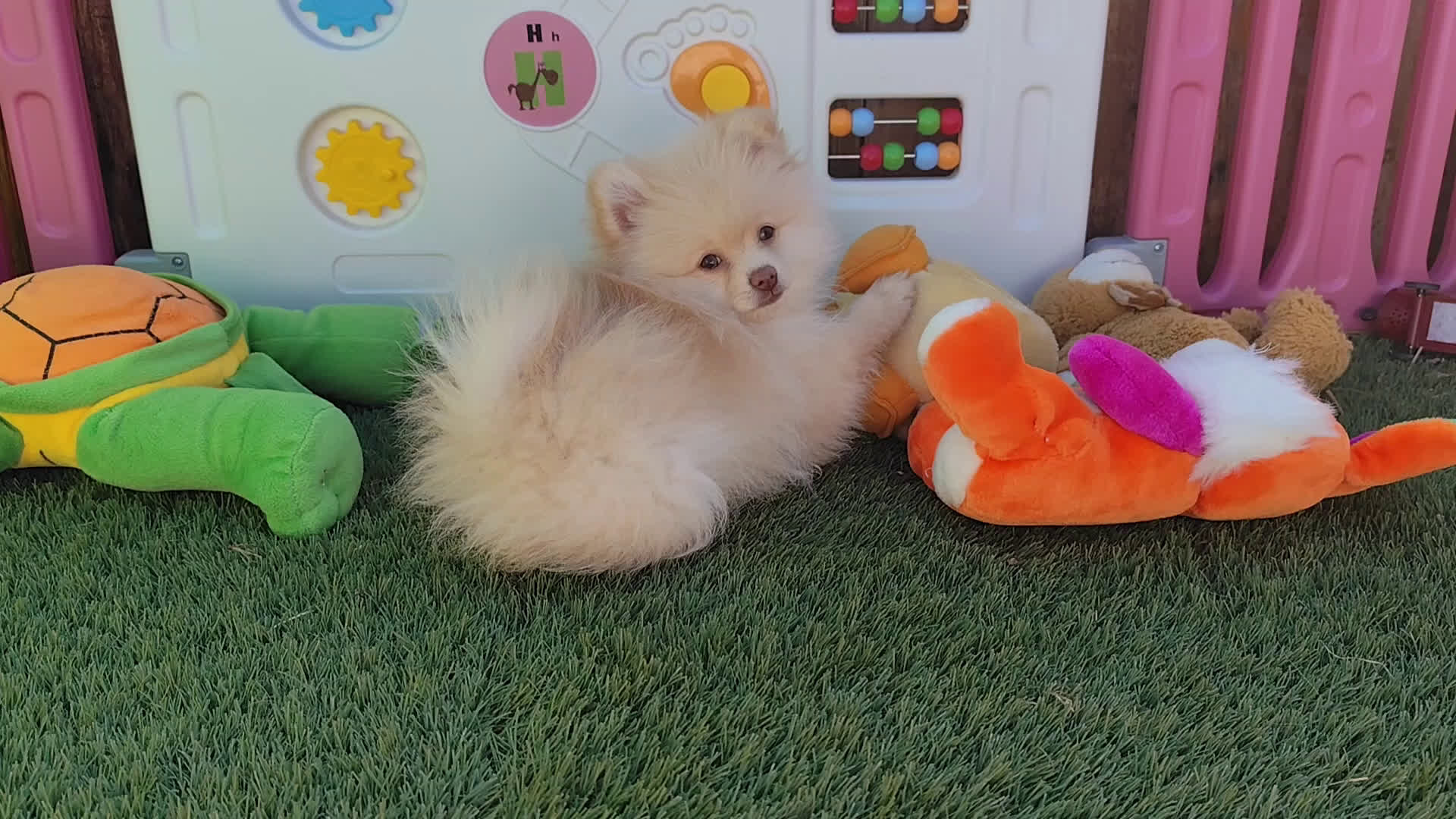 Pomerania perros en venta: Pomerania  - Video 1
