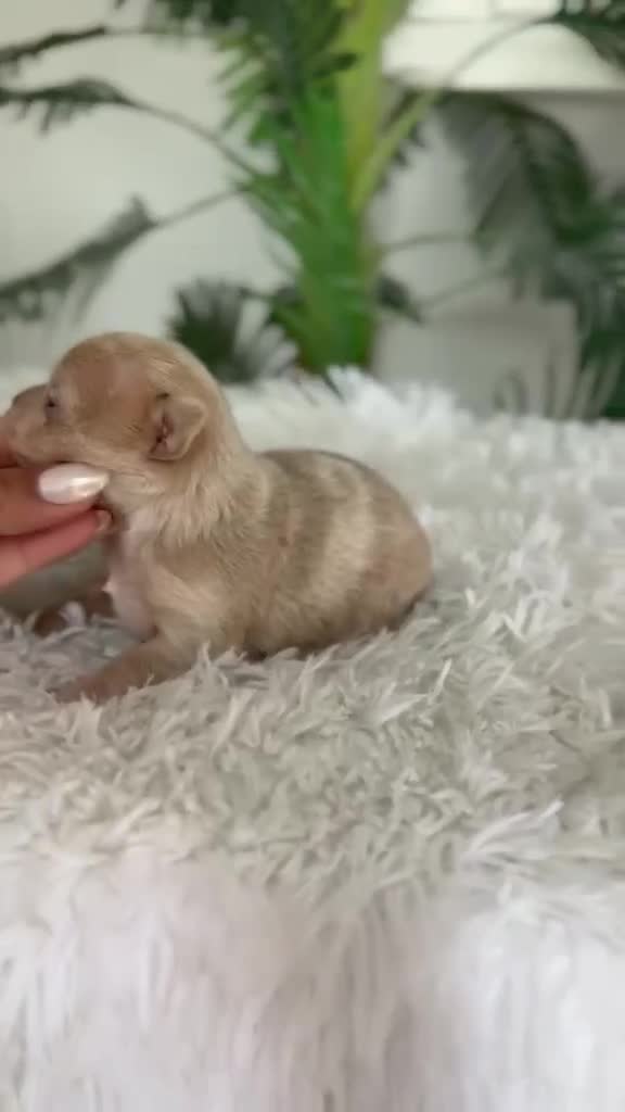 Chihuahua perros en venta: CHIHUAHUA  - Video 1