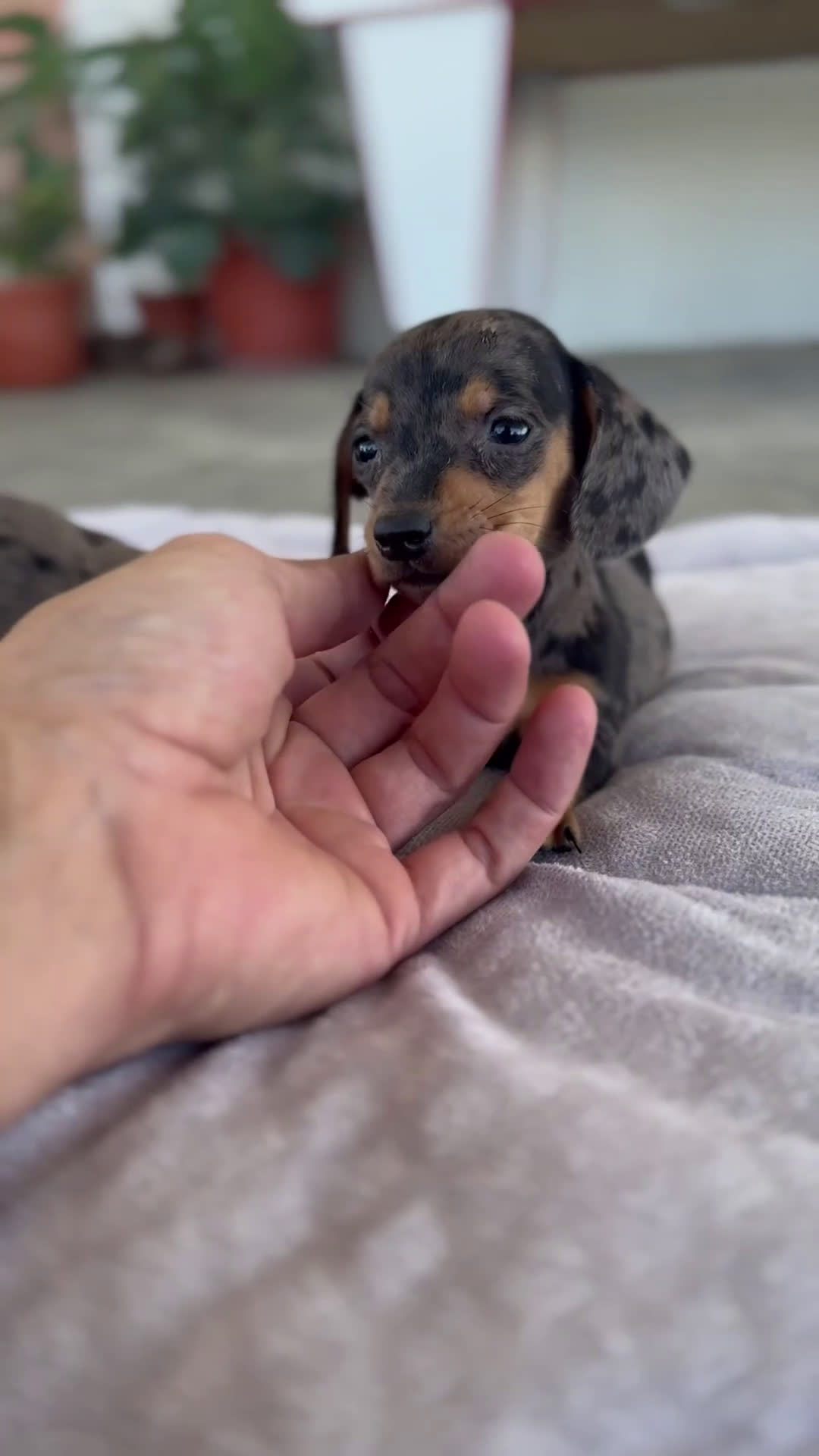 Teckel Miniatura perros en venta: 🐾 Rafaela y Molin – Teckel miniatura merlé 🌌 - Video 1