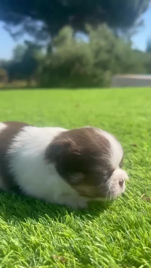 Chihuahua perros en venta: Chihuahua Toy macho bicolor  - Video 1