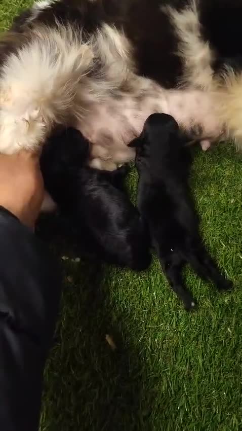 Cavapoo perros en venta: Cavapoo Toy - Video 1