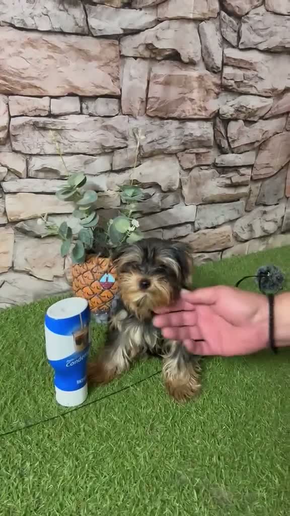 Yorkshire Terrier perros en venta: CACHORRITO YORKSHIRE - Video 1