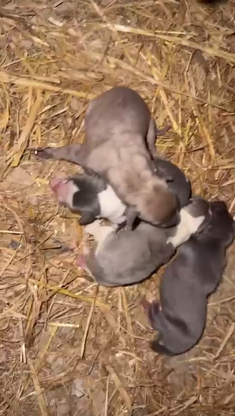 Whippet perros en venta: Whippet  - Video 1