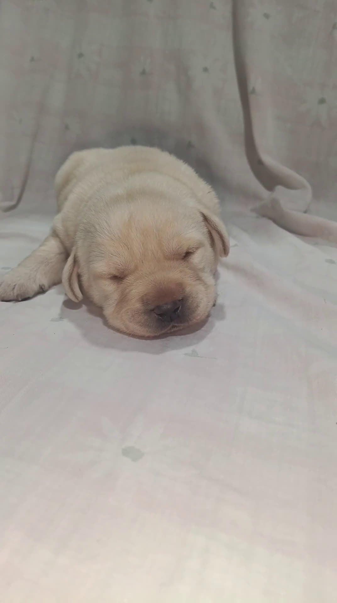 Labrador Retriever perros en venta: Labrador retriever dorado  - Video 1