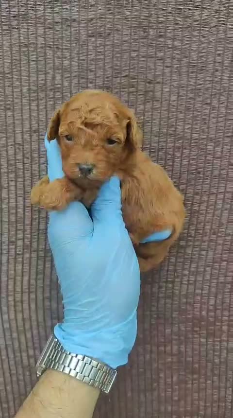Caniche Toy perros en venta: Caniches - Video 1