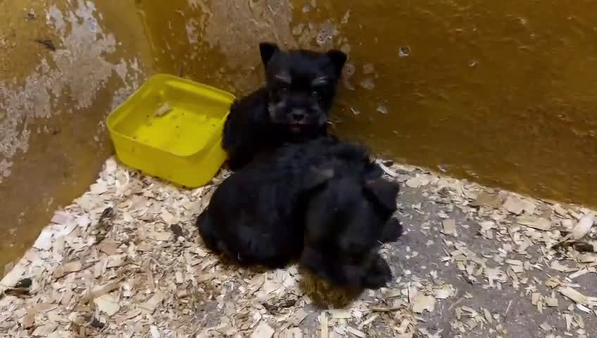 Schnauzer Miniatura perros en venta: Cachorros de Schnauzer mini  - Video 1