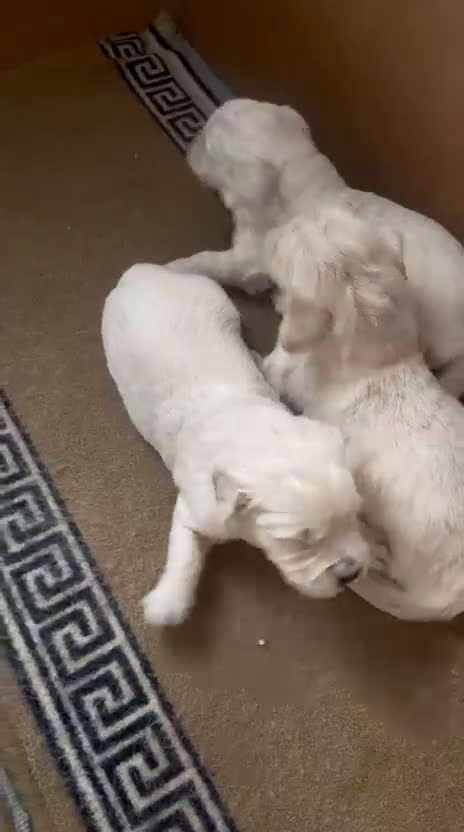 Golden Retriever perros en venta: Oferta Golden pedigree - Video 2