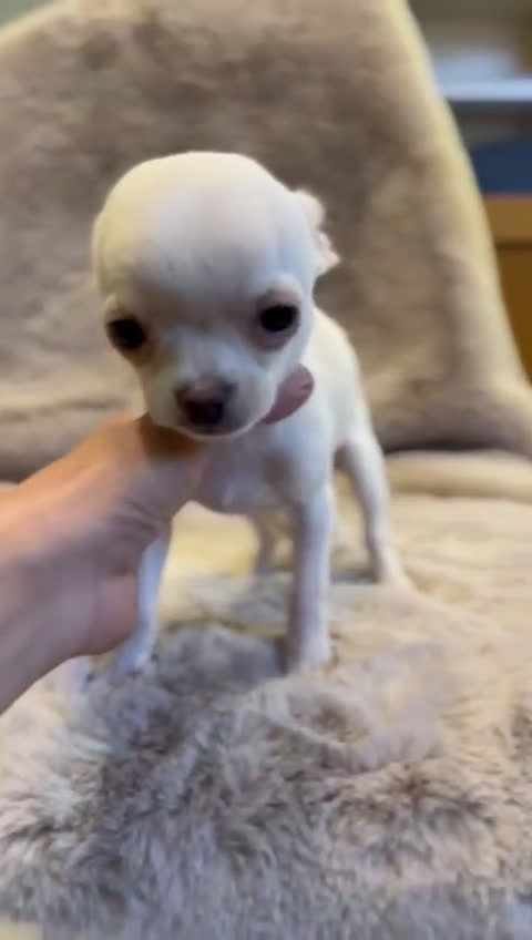 Chihuahua perros en venta:  Chihuahua Microtoy blanco  - Video 2