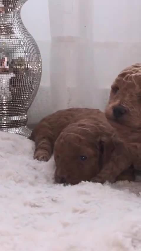 Caniche Toy perros en venta: Abrimos reservas en Álava - Video 2