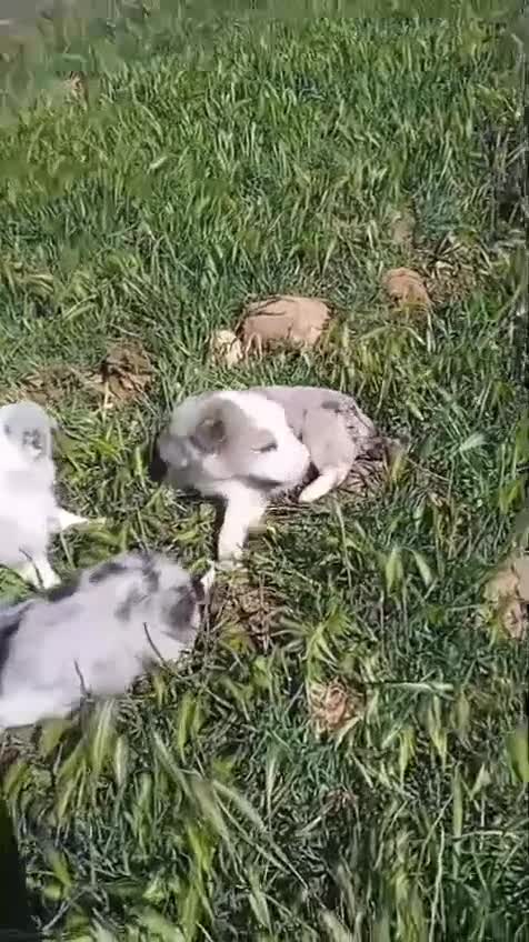 Border Collie perros en venta: Border collie  - Video 1
