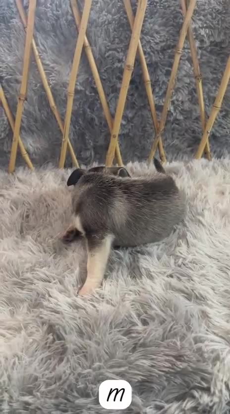 Chihuahua perros en venta: CHIHUAHUA BLUE MINI TOY - Video 1