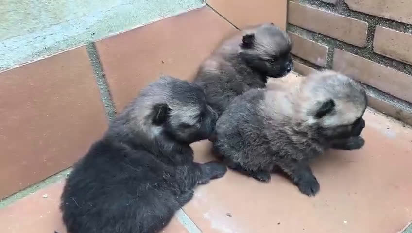 Pomerania perros en venta: POMERANIA - Video 4