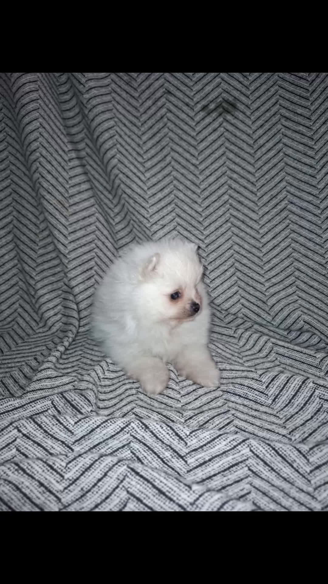 Pomerania perros en venta: Lulu de pomerania  - Video 1
