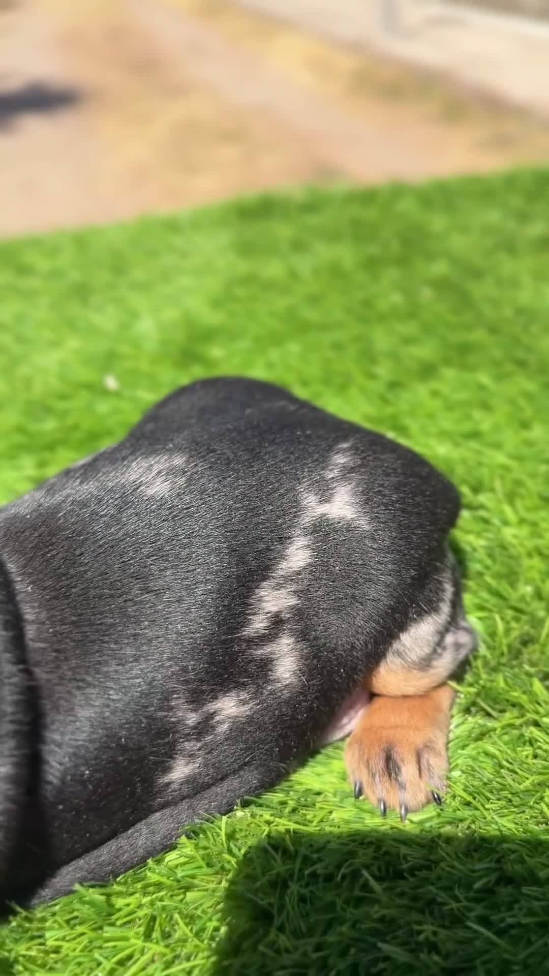 Teckel Miniatura perros en venta: Teckel mini  - Video 1