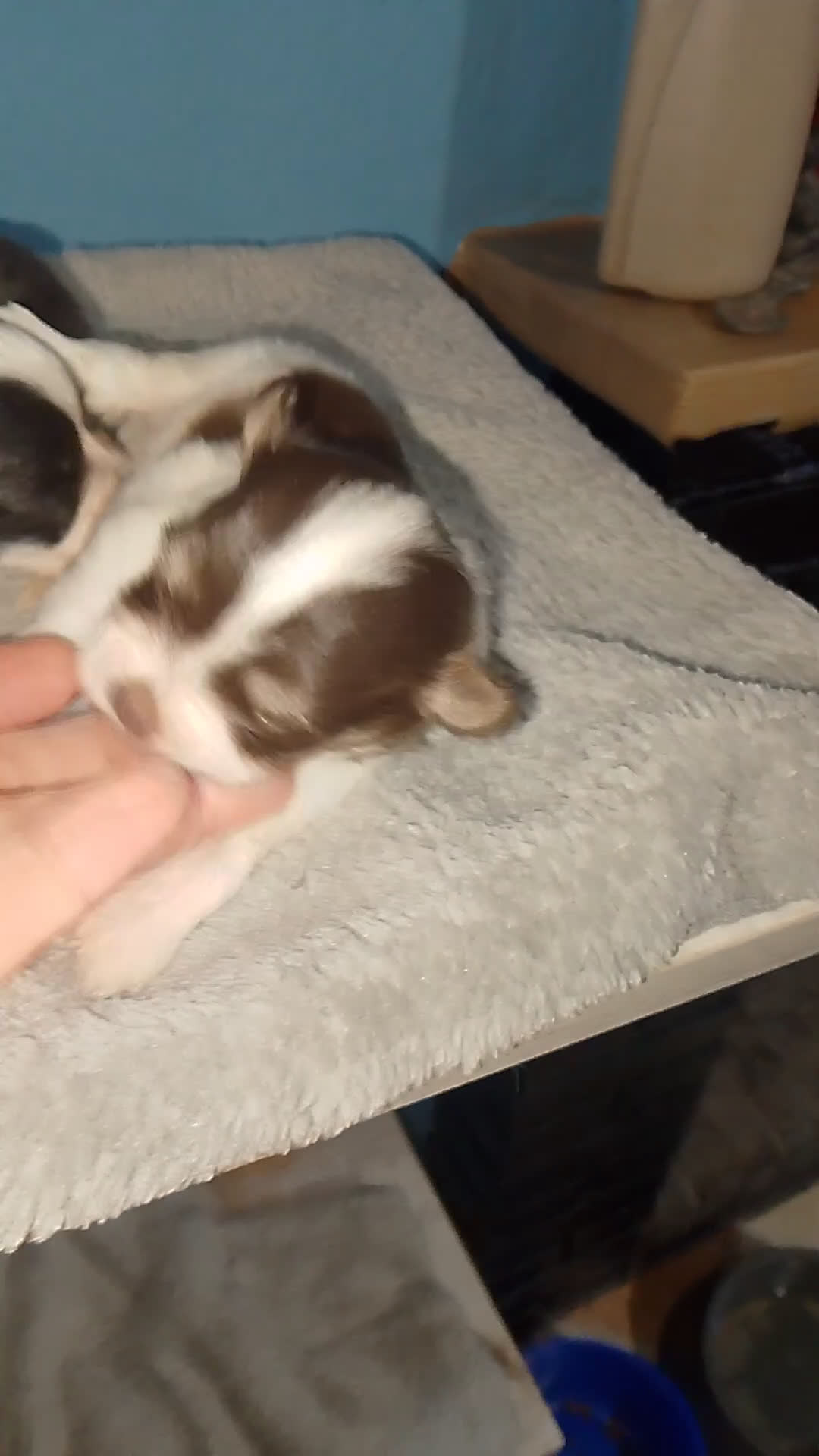 Bichón Maltés perros en venta: Maltipom machos  - Video 1