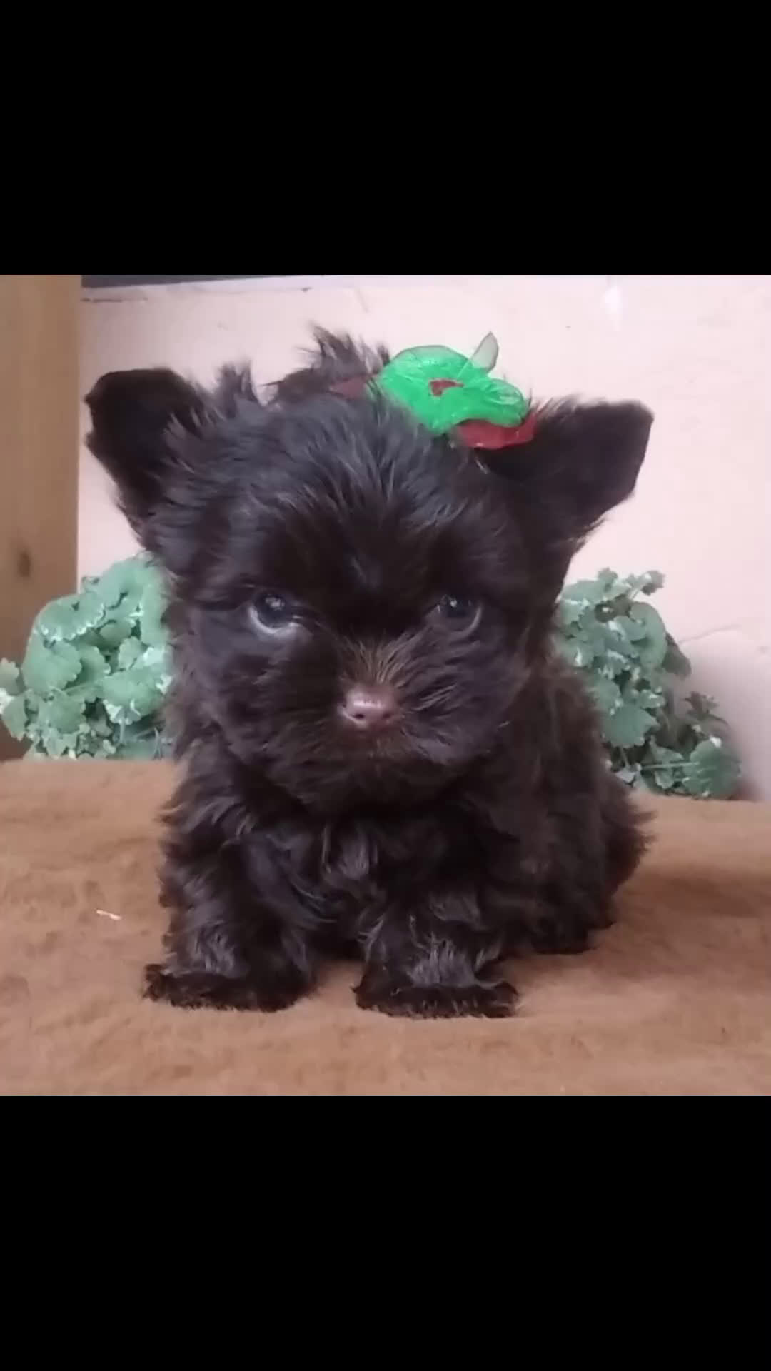 Biewer Yorkshire Terrier a la Pom Pon perros en venta: Yorkshire Biro y Chocolate exóticos Toy - Video 1