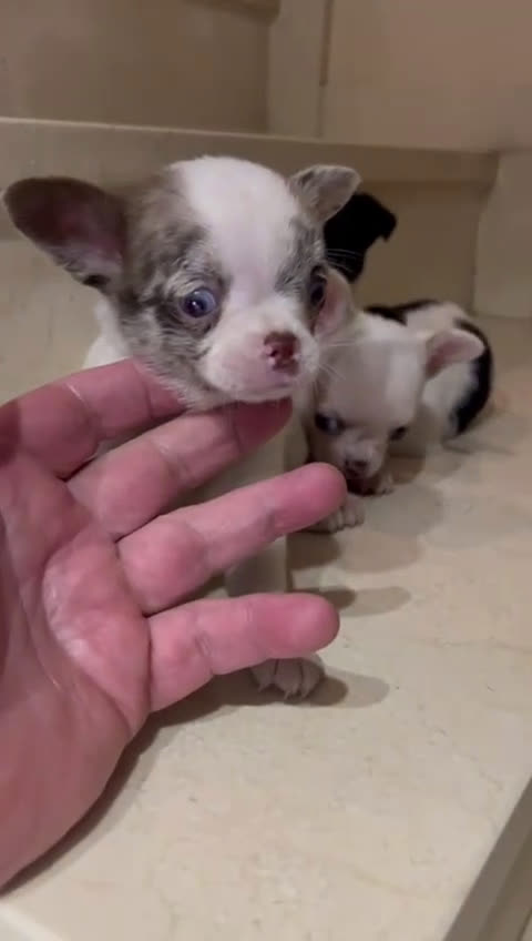Chihuahua perros en venta: Chihuhua - Video 1