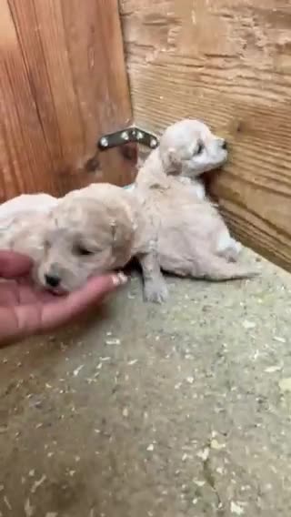 Maltipoo perros en venta: MALTIPOO - Video 1