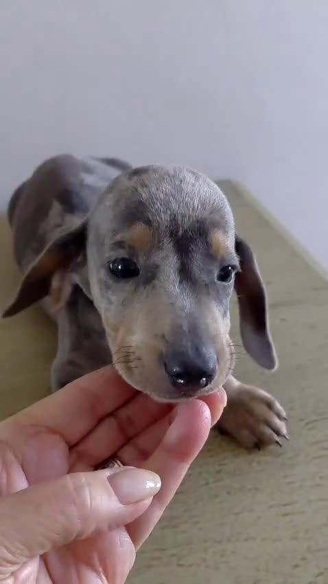 Teckel Miniatura perros en venta: Teckel kanichen varias camadas  - Video 3