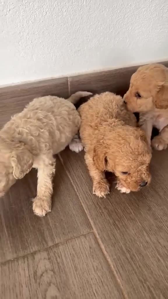 Caniche Toy perros en venta: Caniches Toy de papa asiático puros inigualables  - Video 1