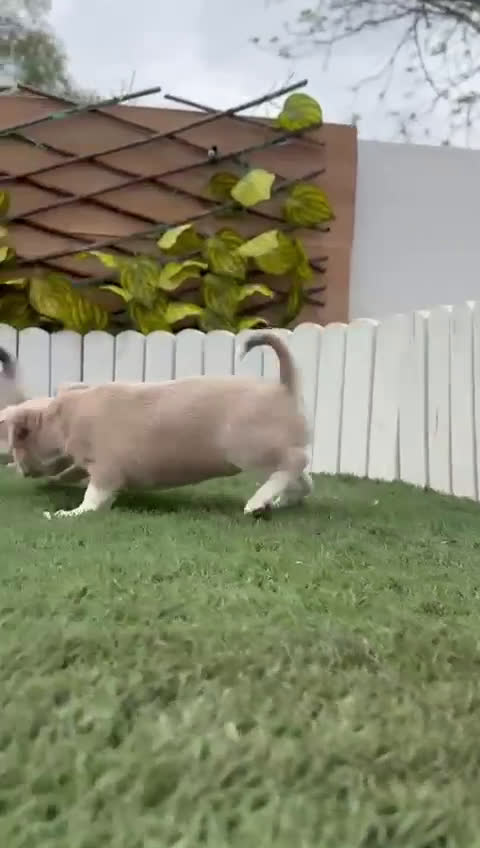 Chihuahua perros en venta: CHIHUAHUA HEMBRA - Video 2