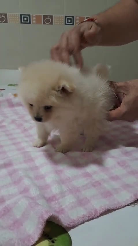 Pomerania perros en venta: Pomerania petit - Video 1