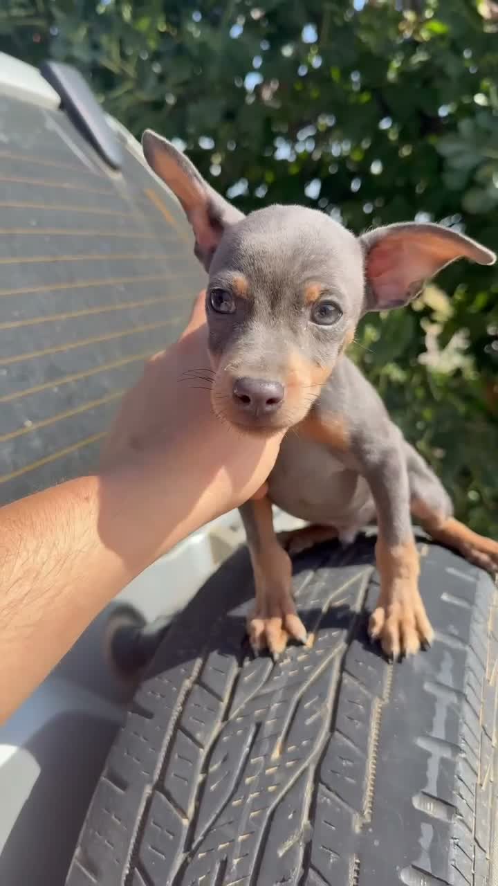 Pinscher Miniatura perros en venta: Pinscher mini - Video 1