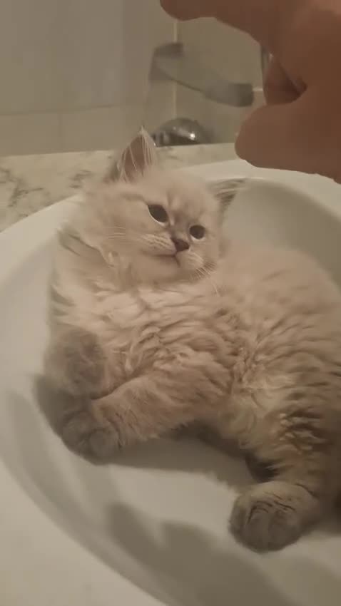 Siberiano gatos en venta: Siberianos Neva Masquerade 641387649 - Video 1