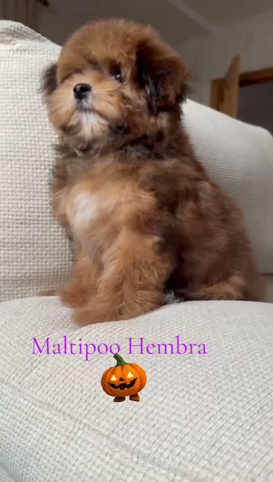 Maltipoo perros en venta: Maltipoo Toy exclusivas tonalidades !!! - Video 1