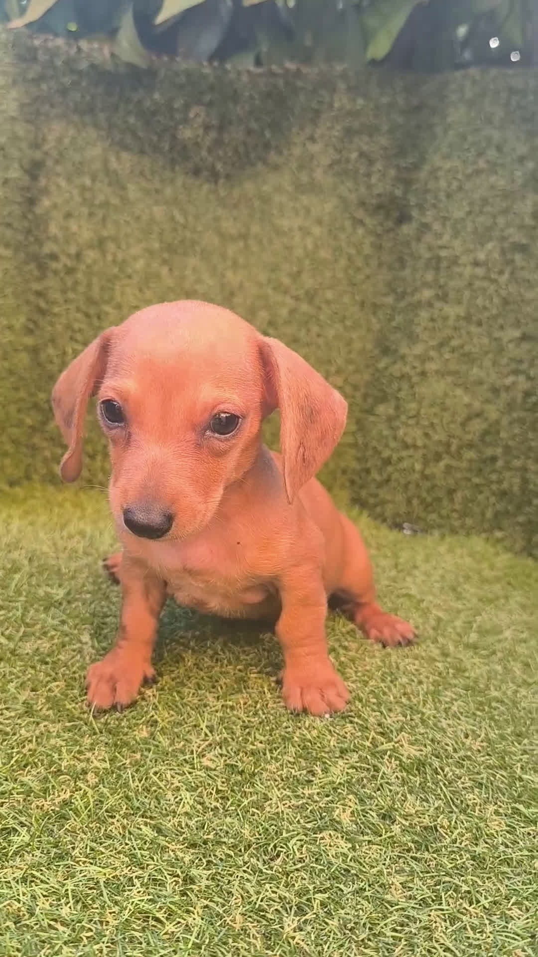 Teckel perros en venta: camada teckel canichen rojas  - Video 2