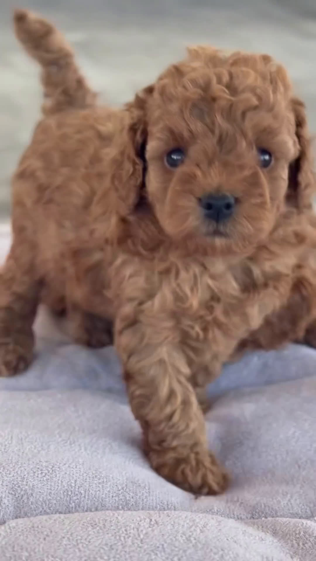 Caniche Toy perros en venta: 🐾 Atom – Caniche Toy rojo pasión ❤️✨ - Video 1