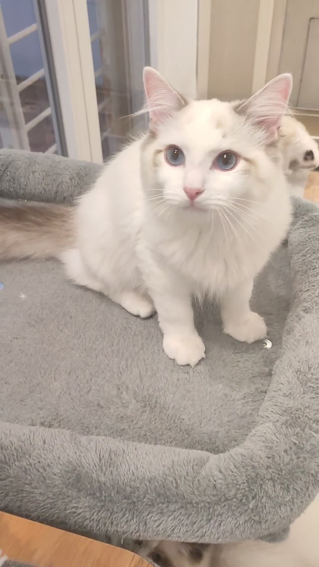 Ragdoll gatos en venta: Camada Ragdoll - Video 3