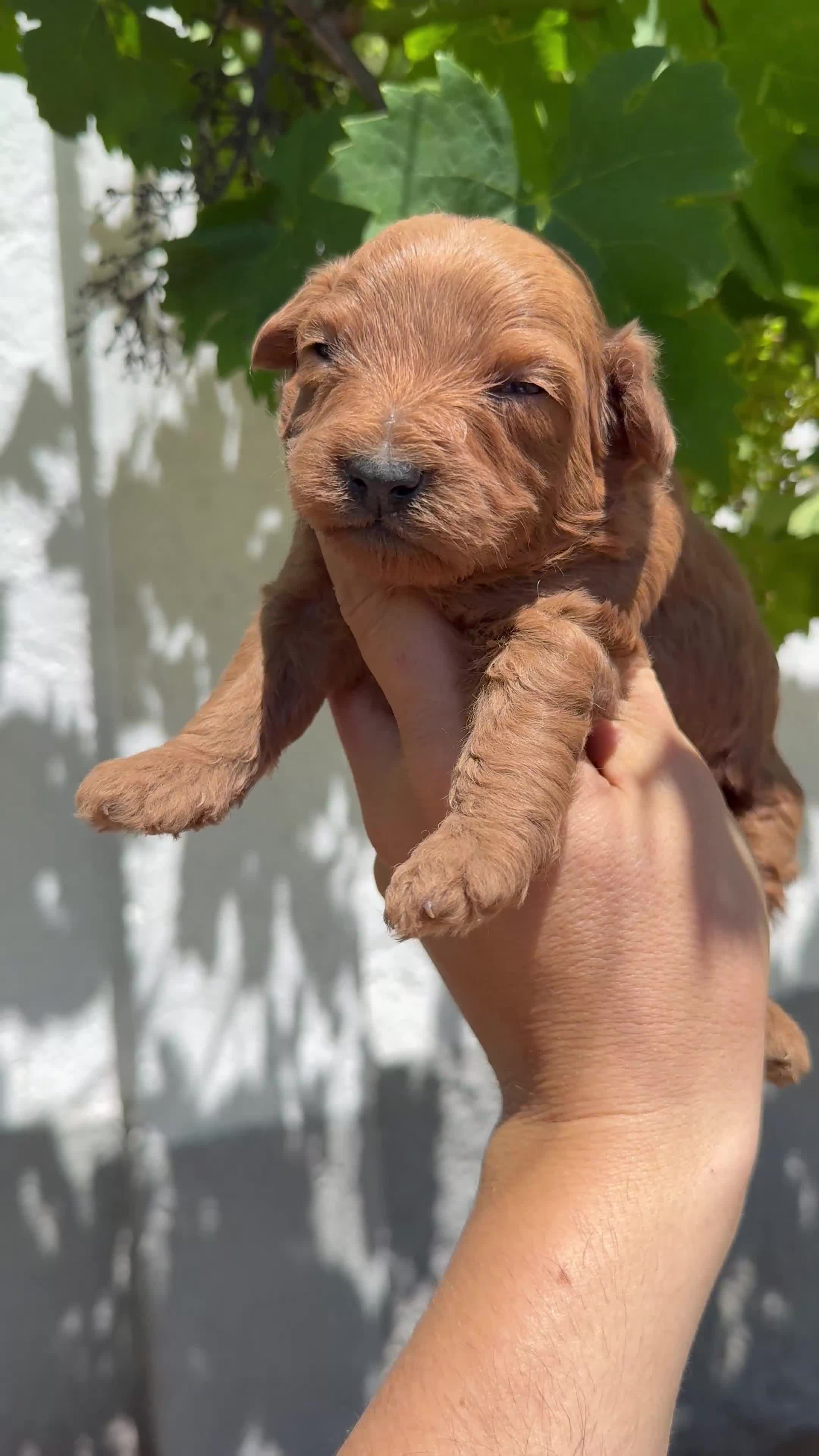 Caniche Enano perros en venta: Caniche - Video 1