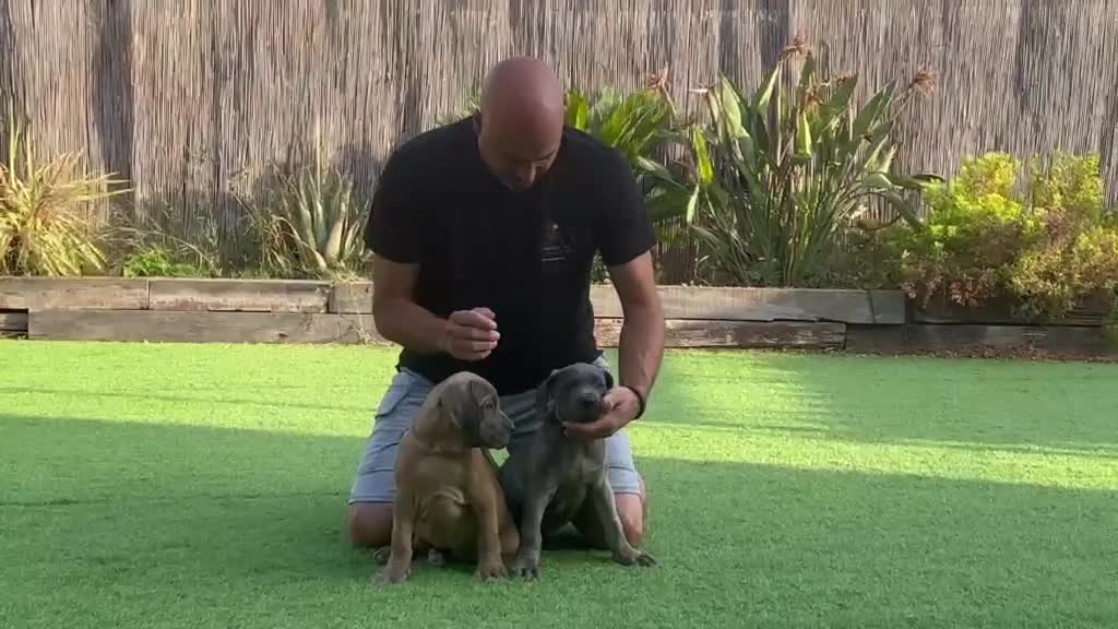 Cane Corso perros en venta: Cane corso profesionales Barcelona - Video 1