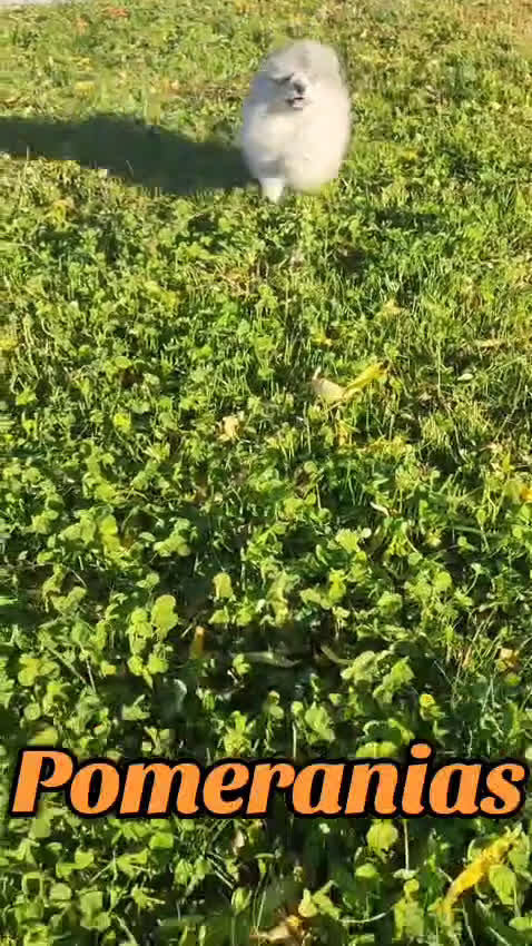 Pomerania perros en venta: Pomerania - Video 1
