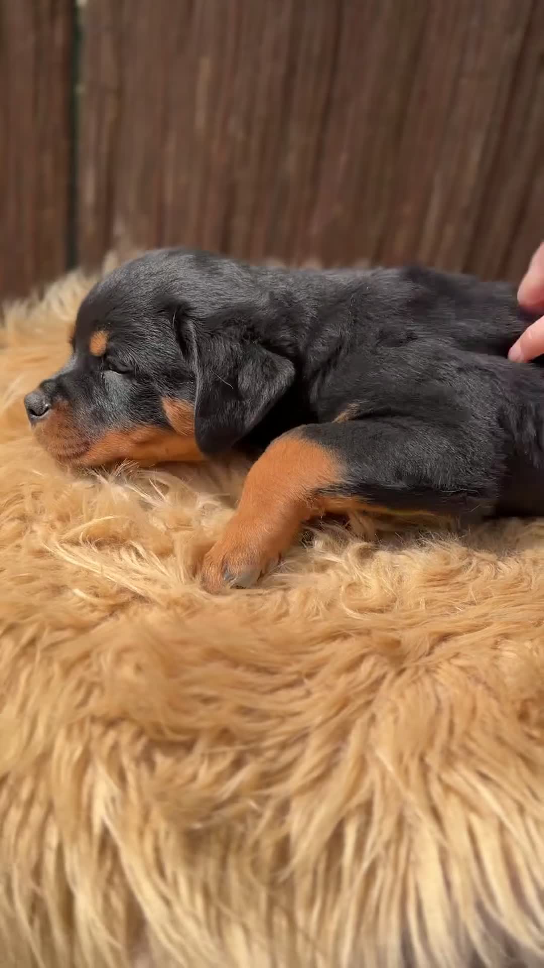 Rottweiler perros en venta: Rottweiler macho  - Video 1